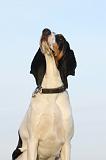 CHIEN COURANT BERNOIS 008
